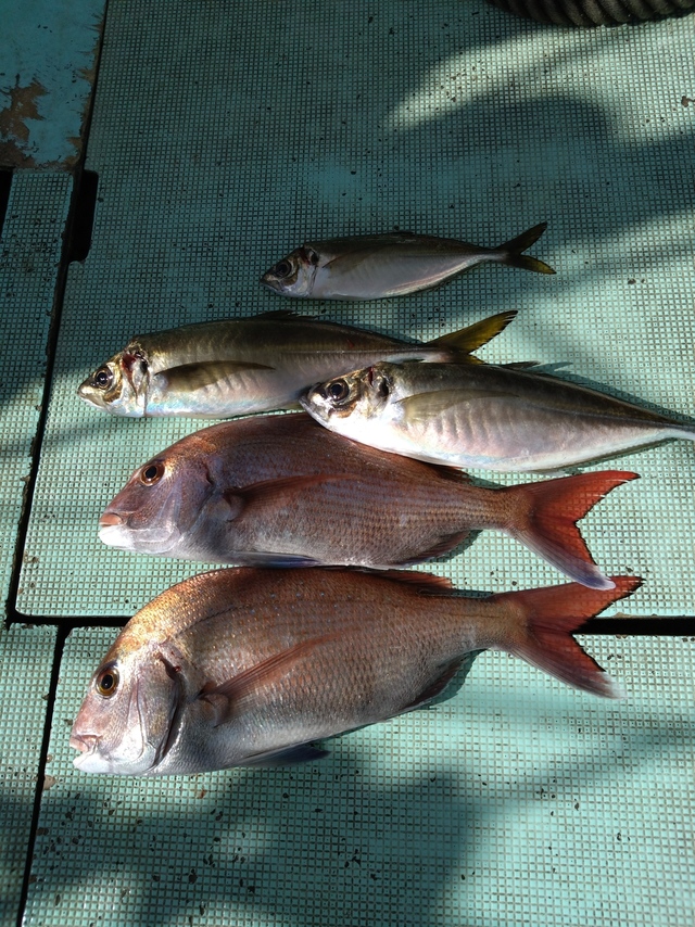 タイ(マダイ)・アジ(マアジ)