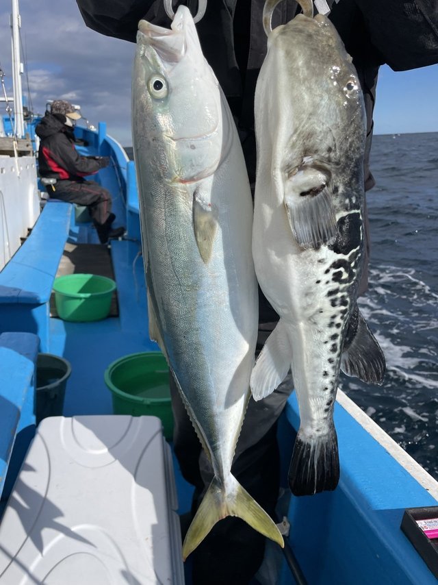 ワラサ(ブリ)・トラフグ