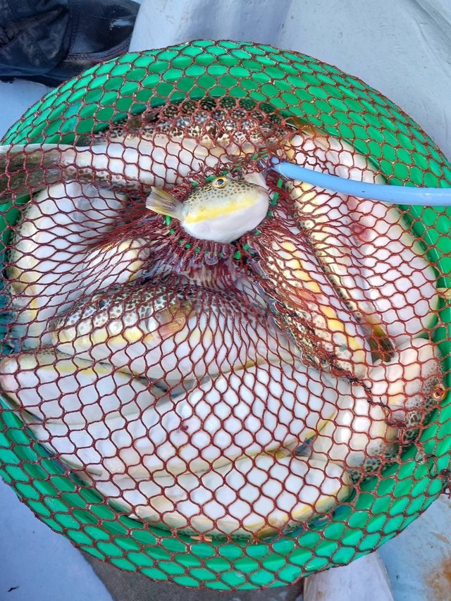 ショウサイフグ