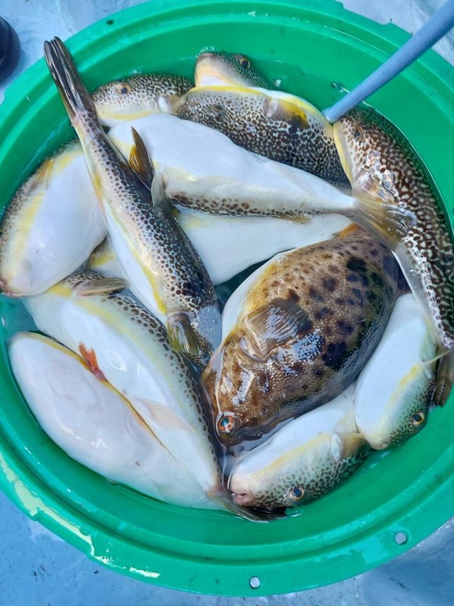 ショウサイフグ