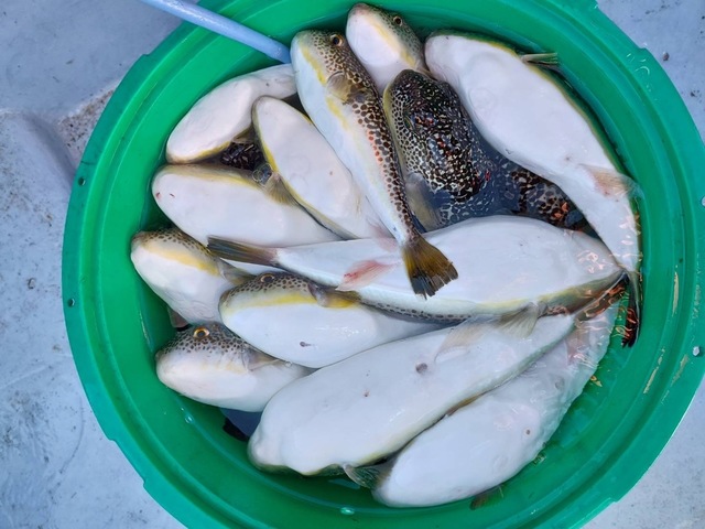 ショウサイフグ