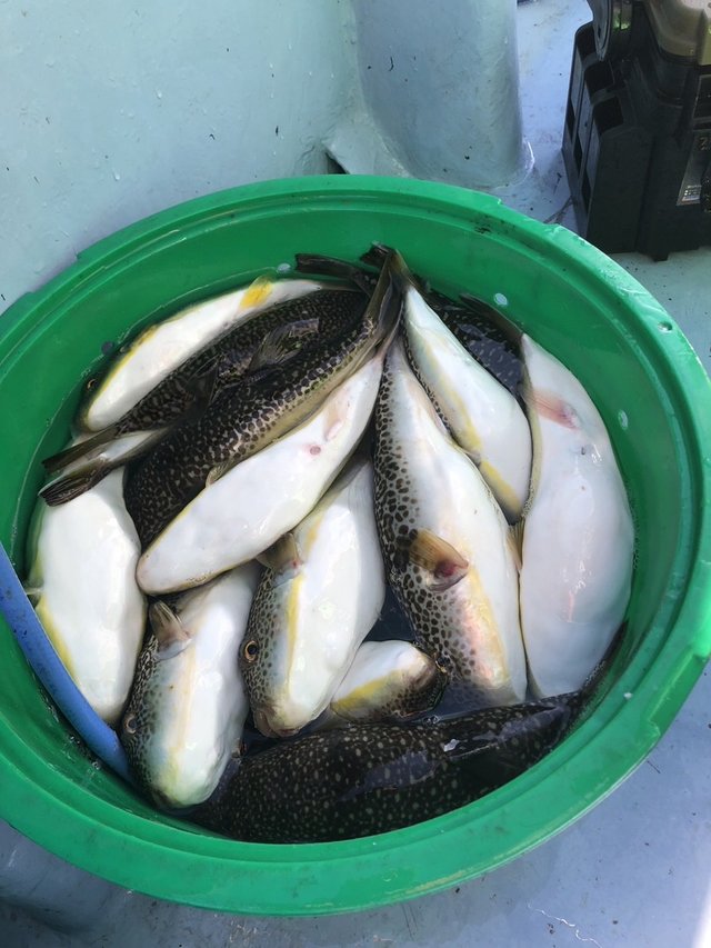 ショウサイフグ