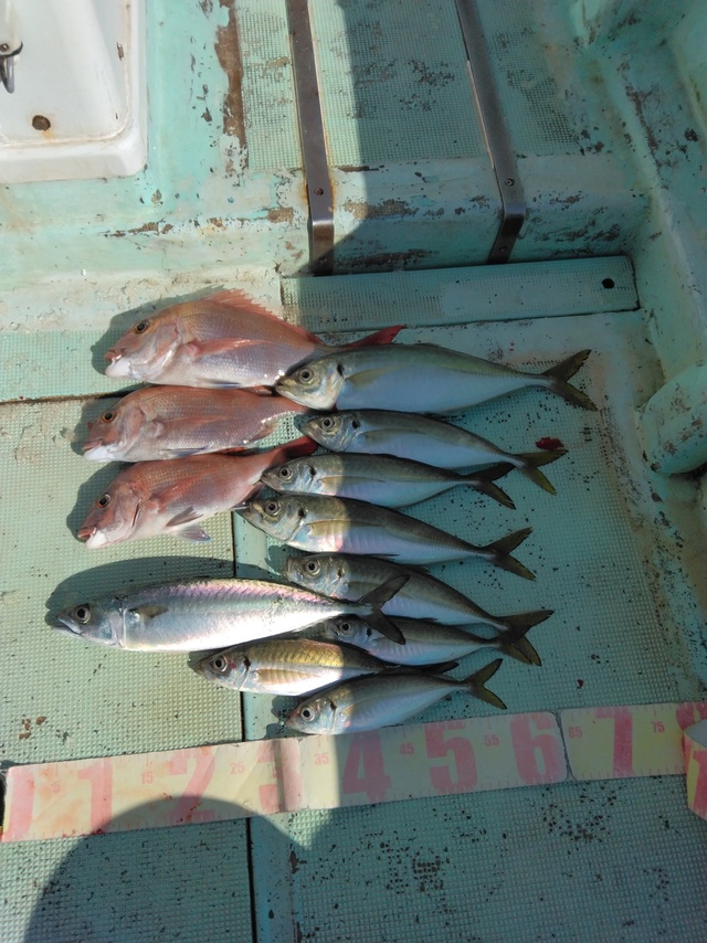 マダイ・マアジ・マサバ