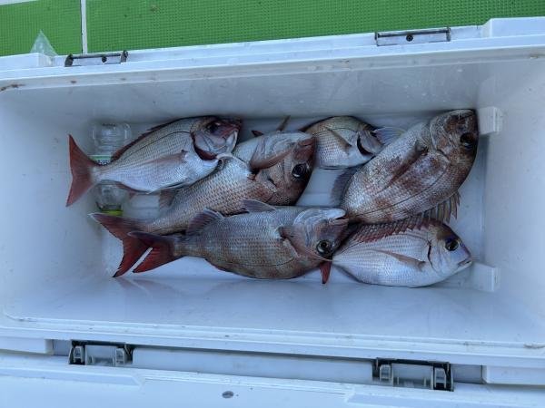 マダイ・ハナダイ(チダイ)