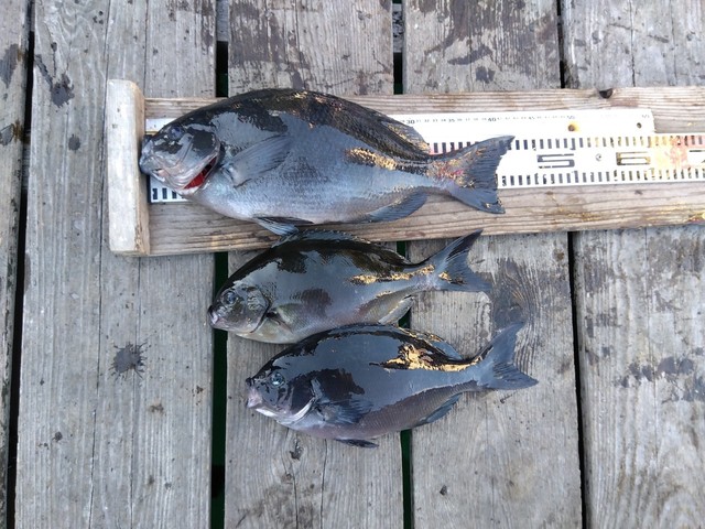 クチブトグレ(メジナ)・オナガグレ(クロメジナ)