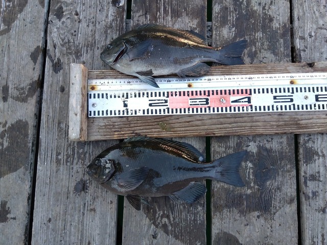 クチブトグレ(メジナ)