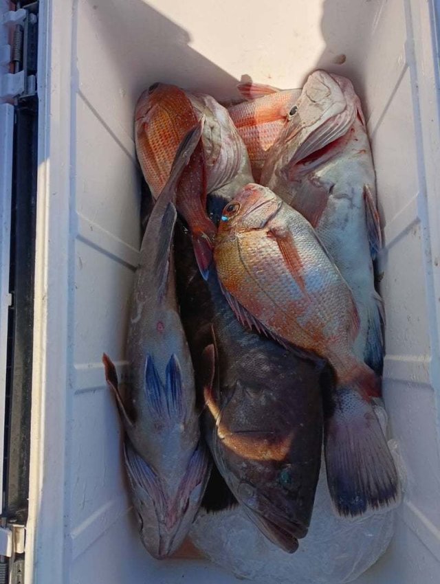 マダイ・ハタ(マハタ)