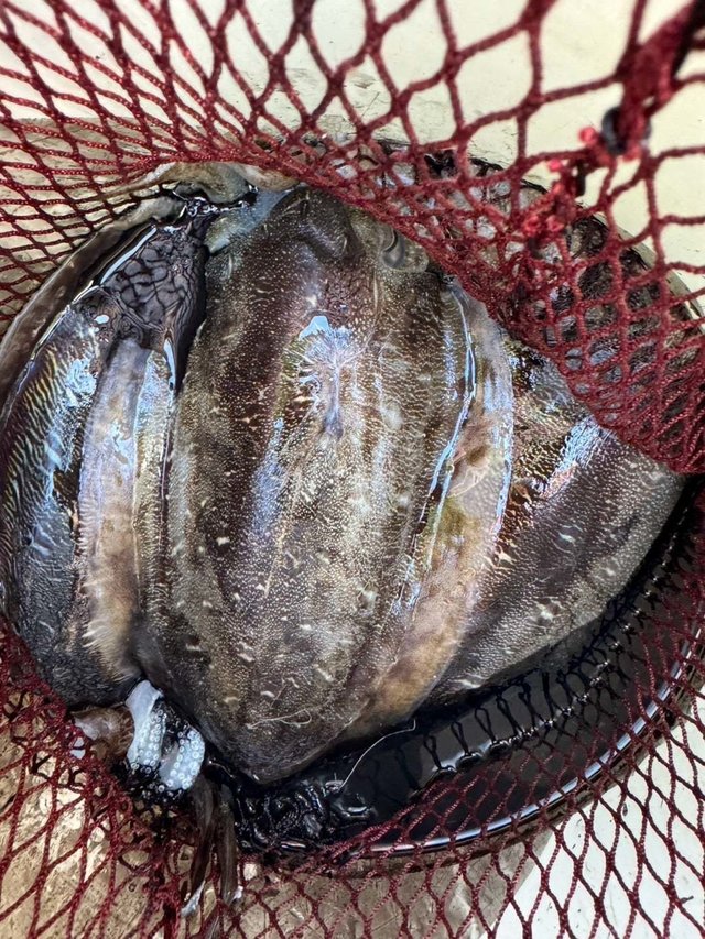 モンゴウイカ(カミナリイカ)