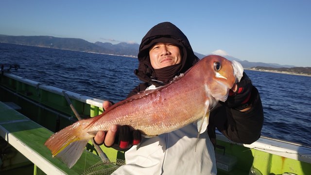 アマダイ(アカアマダイ)