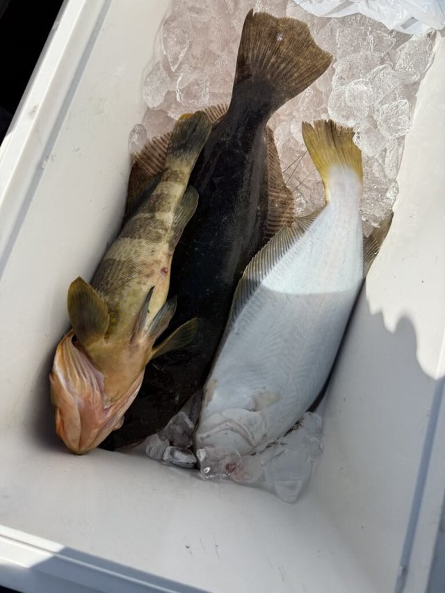 マハタ・ヒラメ