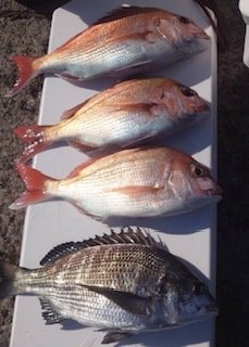 マダイ・クロダイ