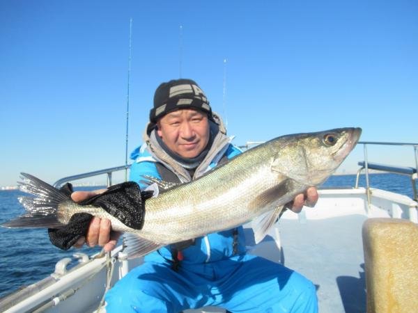 シーバス(スズキ)