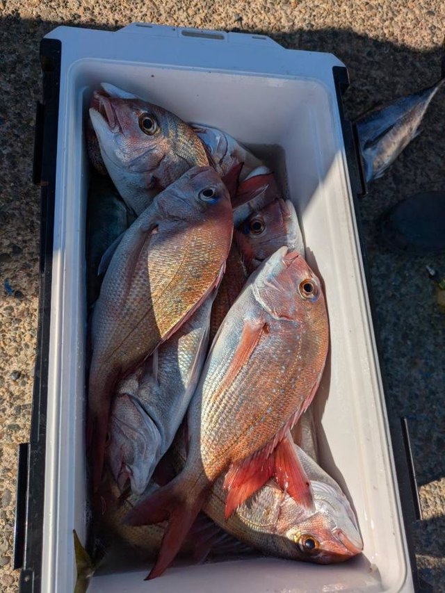 ハナダイ(チダイ)