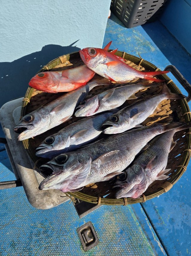 クロムツ・キンメダイ