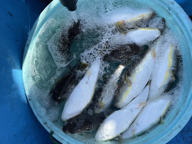 フグ(ショウサイフグ)