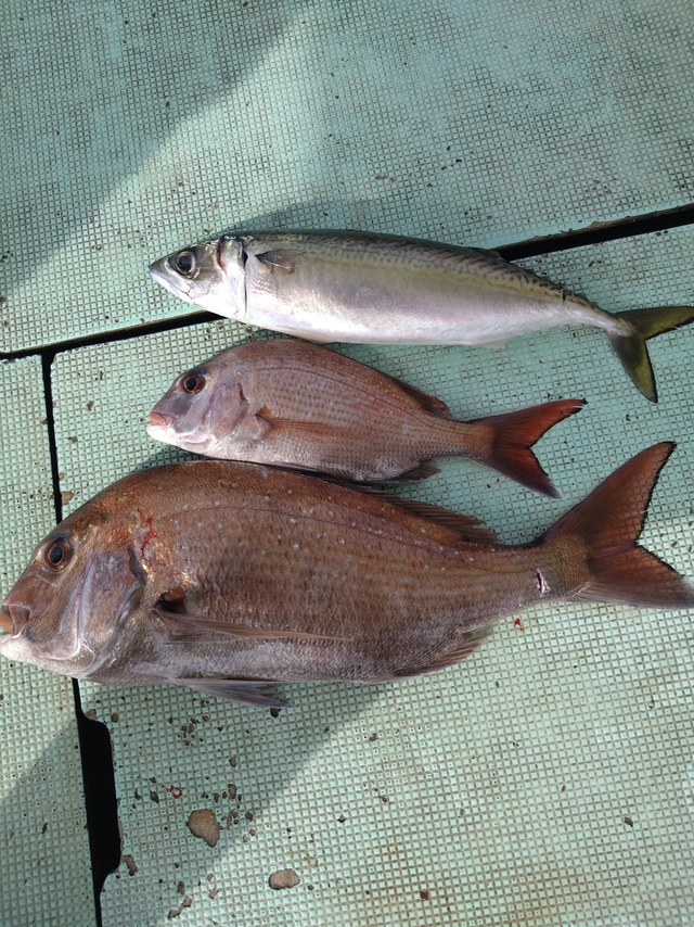 タイ(マダイ)・サバ(マサバ)