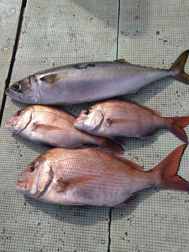 タイ(マダイ)・サバ(マサバ)