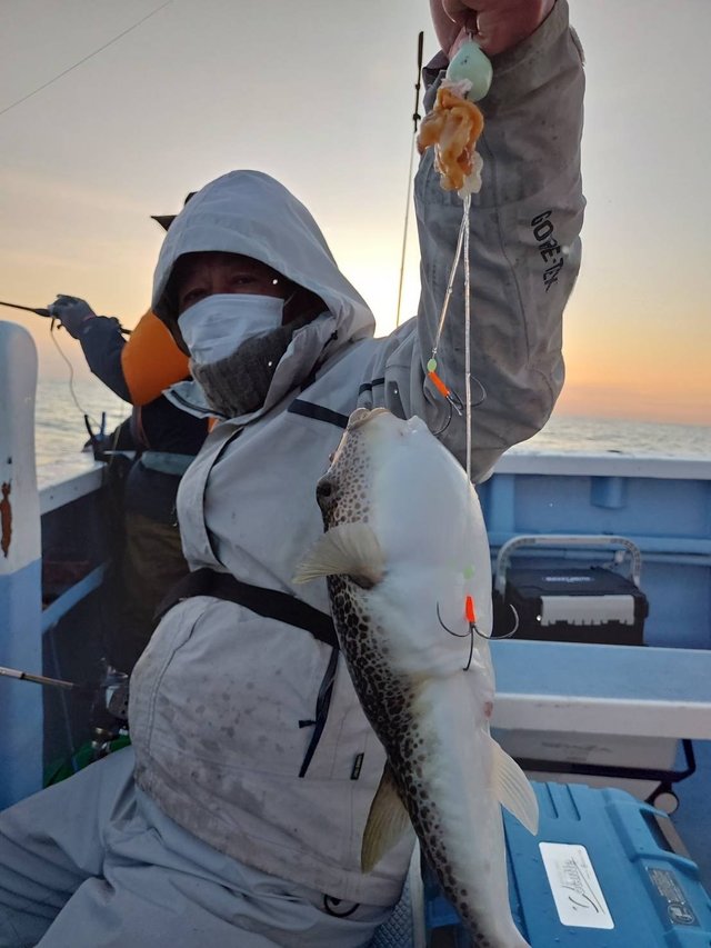 ショウサイフグ