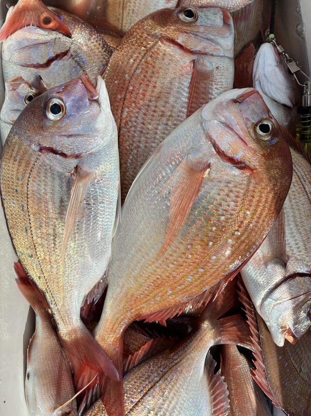 ハナダイ(チダイ)