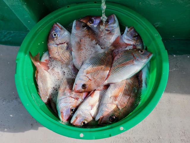 ハナダイ(チダイ)