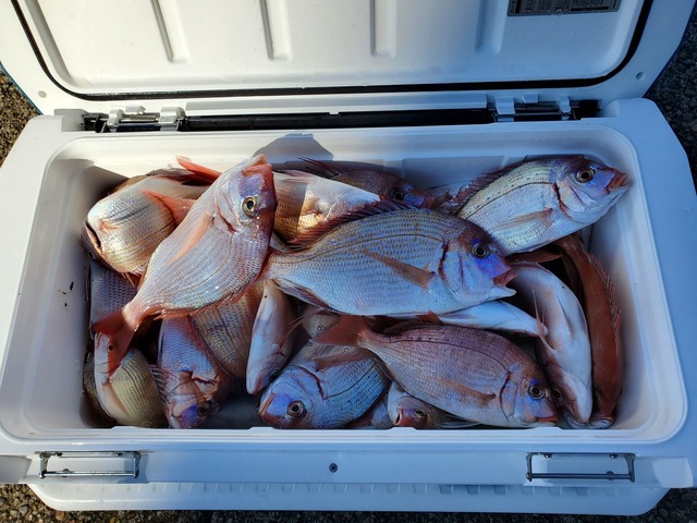 ハナダイ(チダイ)