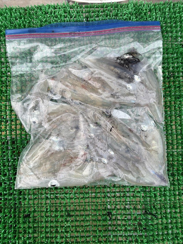 マルイカ(ケンサキイカ)