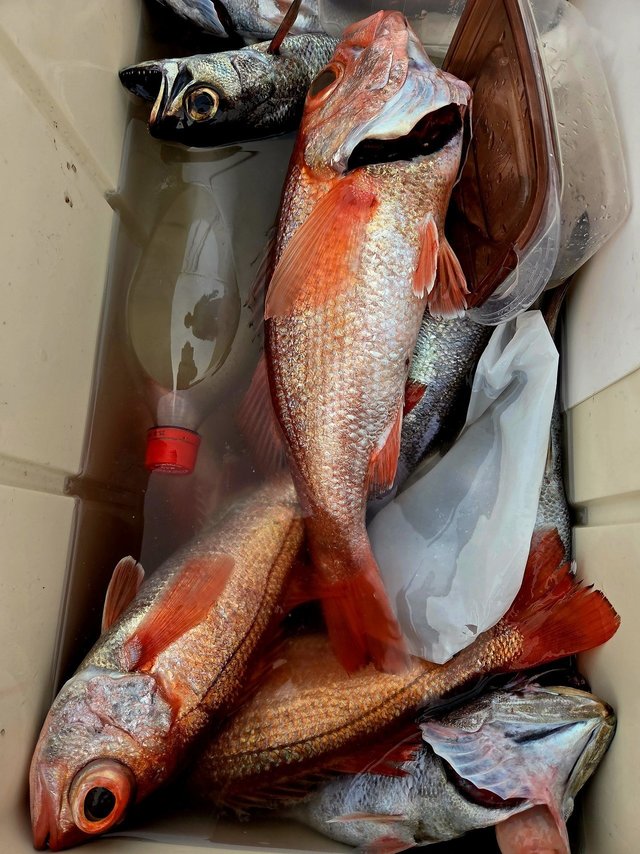 クロムツ・アカムツ