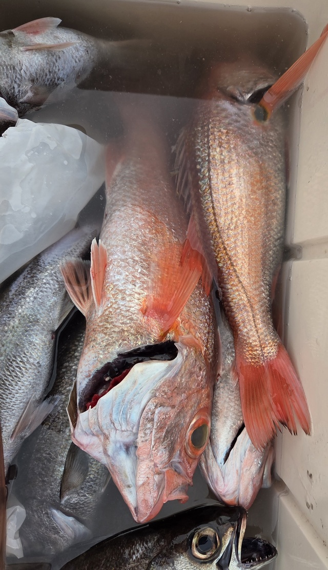 クロムツ・アカムツ