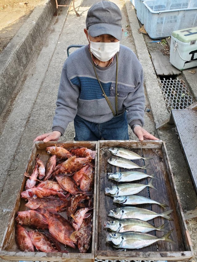 マアジ・ガシラ(カサゴ)