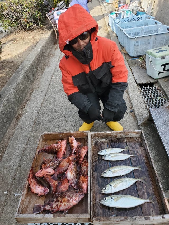マアジ・ガシラ(カサゴ)