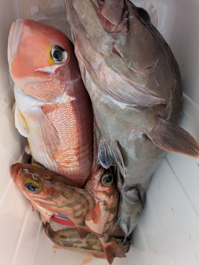 ワラサ(ブリ)・アマダイ(アカアマダイ)・ウスメバル