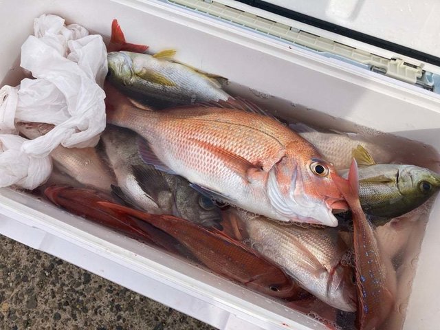 ハナダイ(チダイ)・イサキ