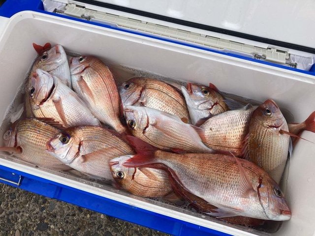 ハナダイ(チダイ)