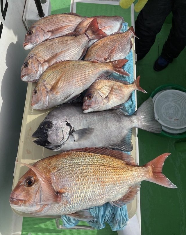 マダイ・イシダイ