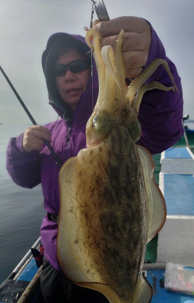 モンゴウイカ(カミナリイカ)