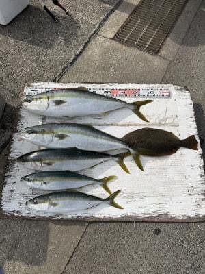 ブリ・ハマチ(ブリ)・メジロ(ブリ)・ヒラメ