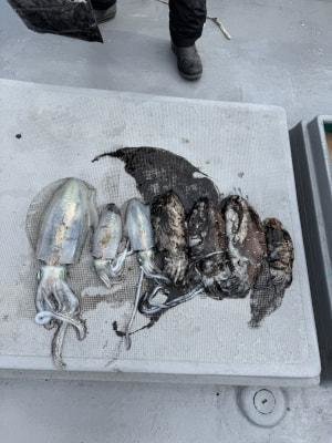 アオリイカ・スミイカ(コウイカ)