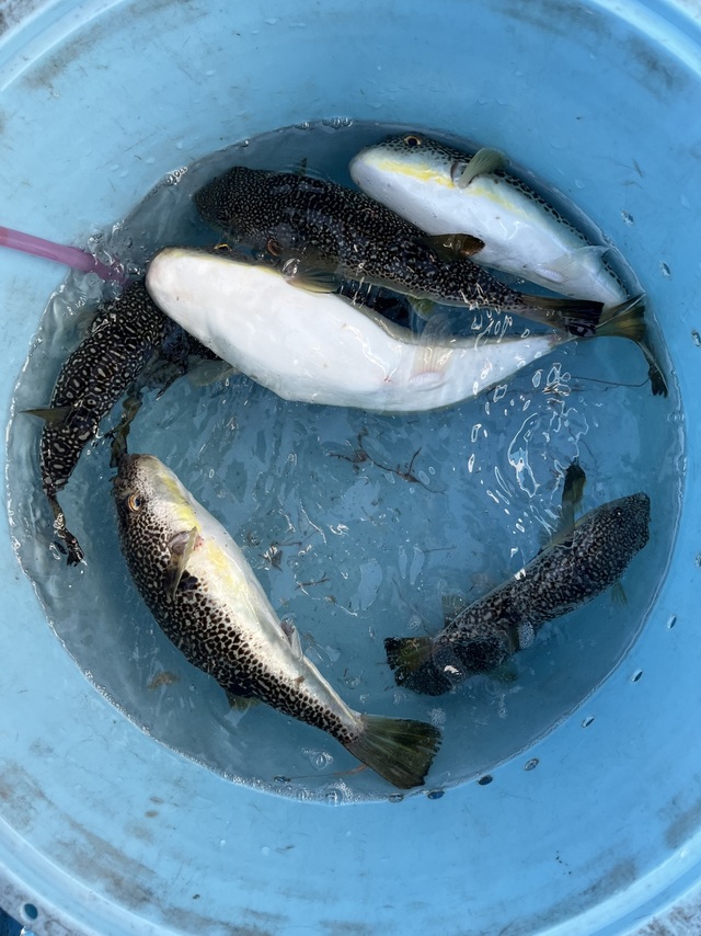 フグ(ショウサイフグ)