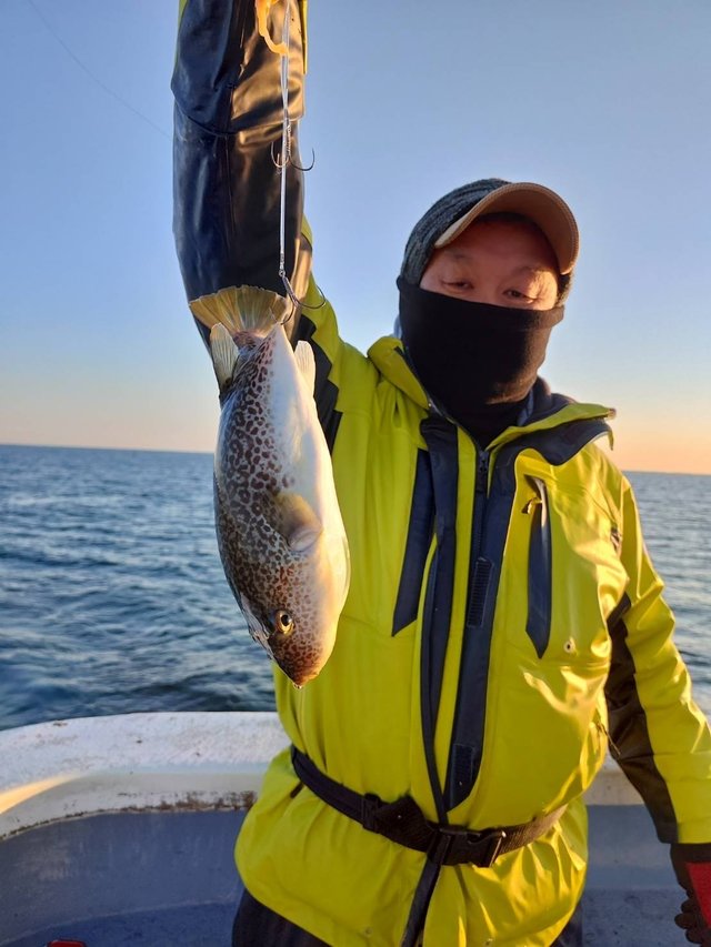 ショウサイフグ