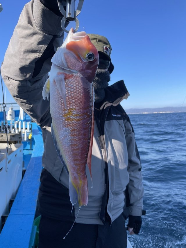 アマダイ(アカアマダイ)