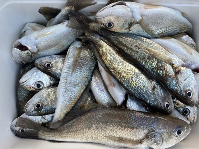 イシモチ(シログチ)