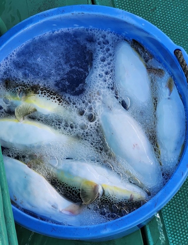 ショウサイフグ