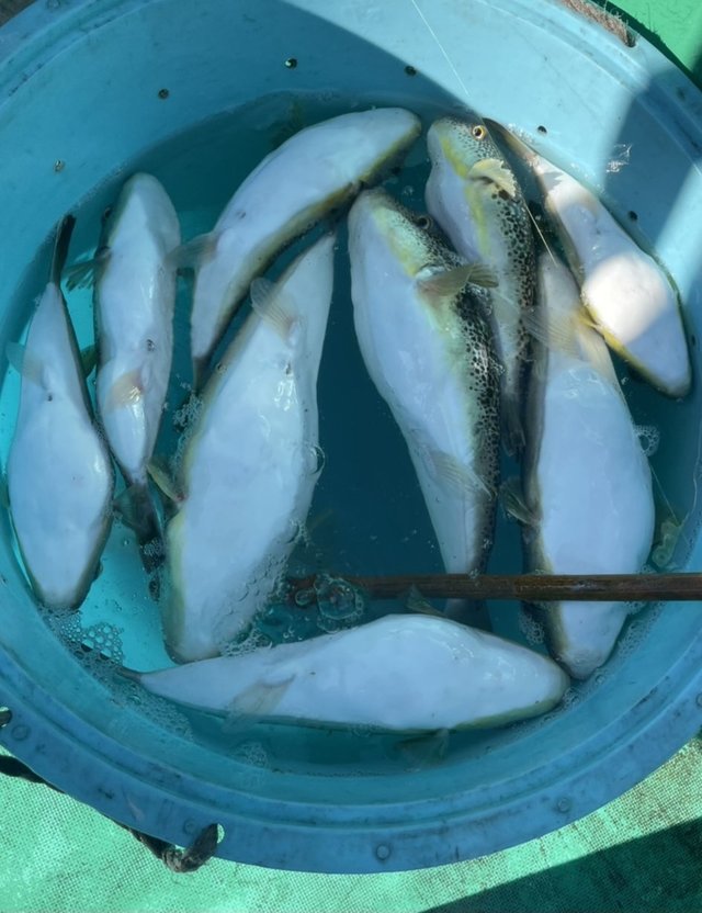 ショウサイフグ