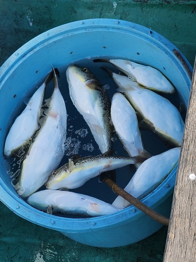 ショウサイフグ