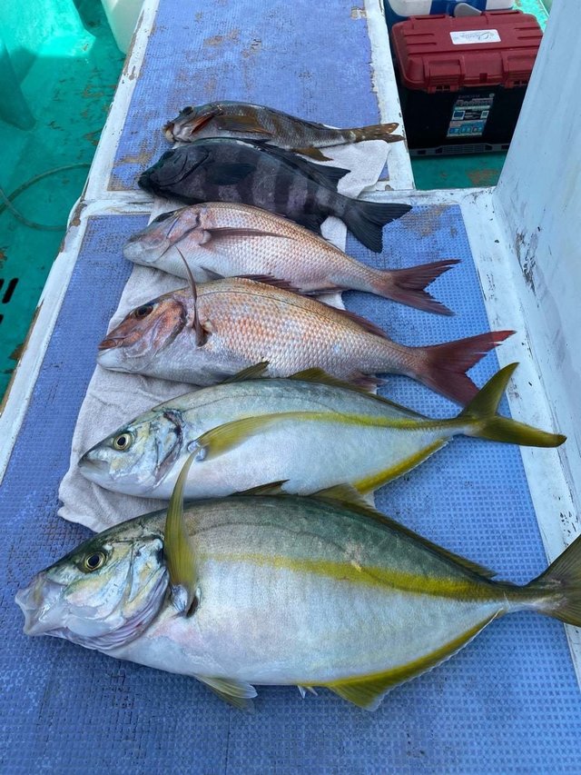 マダイ・イシダイ・イシガキダイ・シマアジ