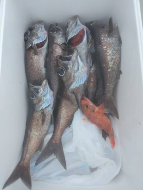 クロムツ・ユメカサゴ