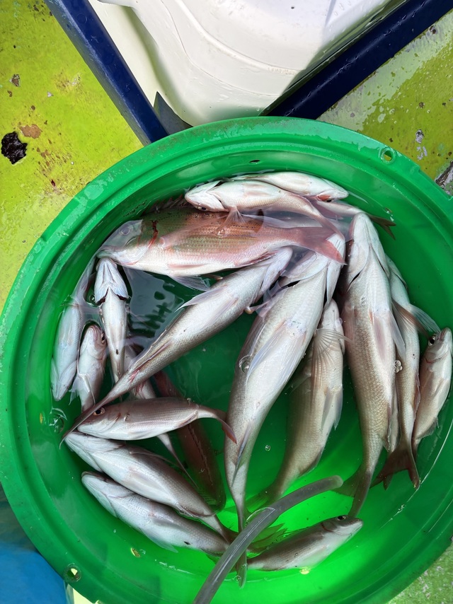 ハナダイ(チダイ)