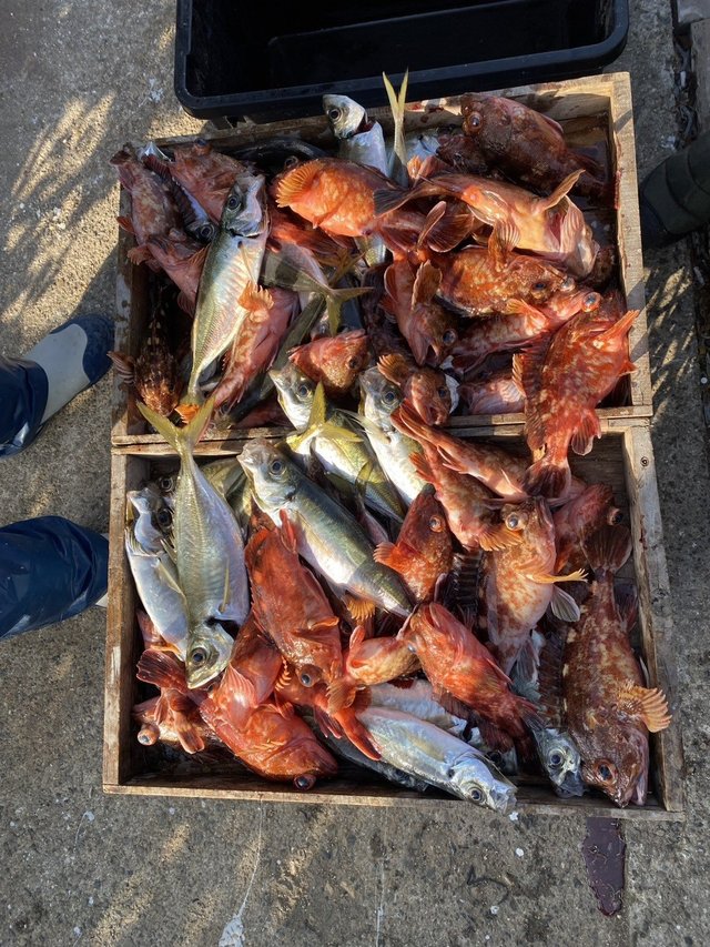 マアジ・ガシラ(カサゴ)