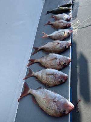 マダイ・コダイ(マダイ)・イサキ