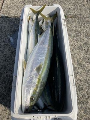 ブリ・ハマチ(ブリ)・メジロ(ブリ)